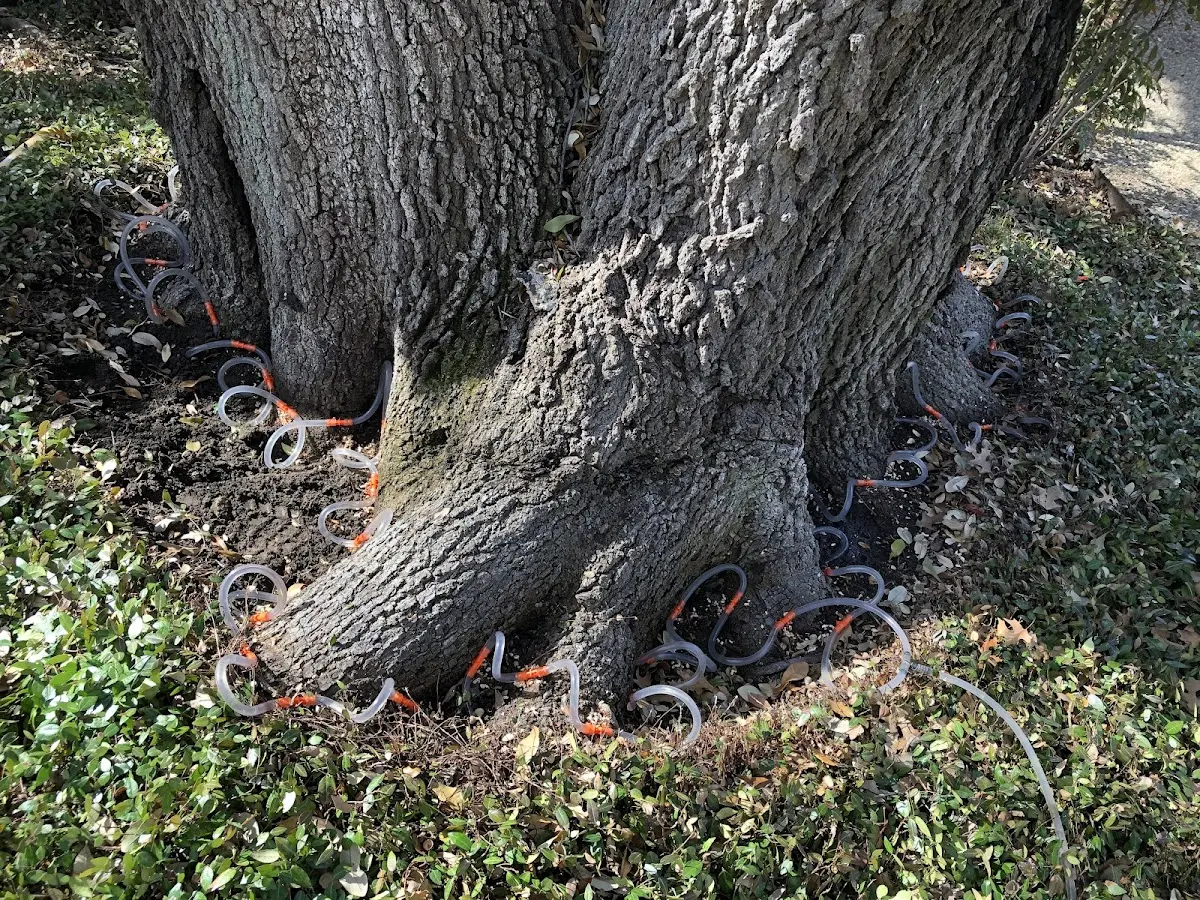 Detailed Tree Cabling and Bracing job site in Los Molinos