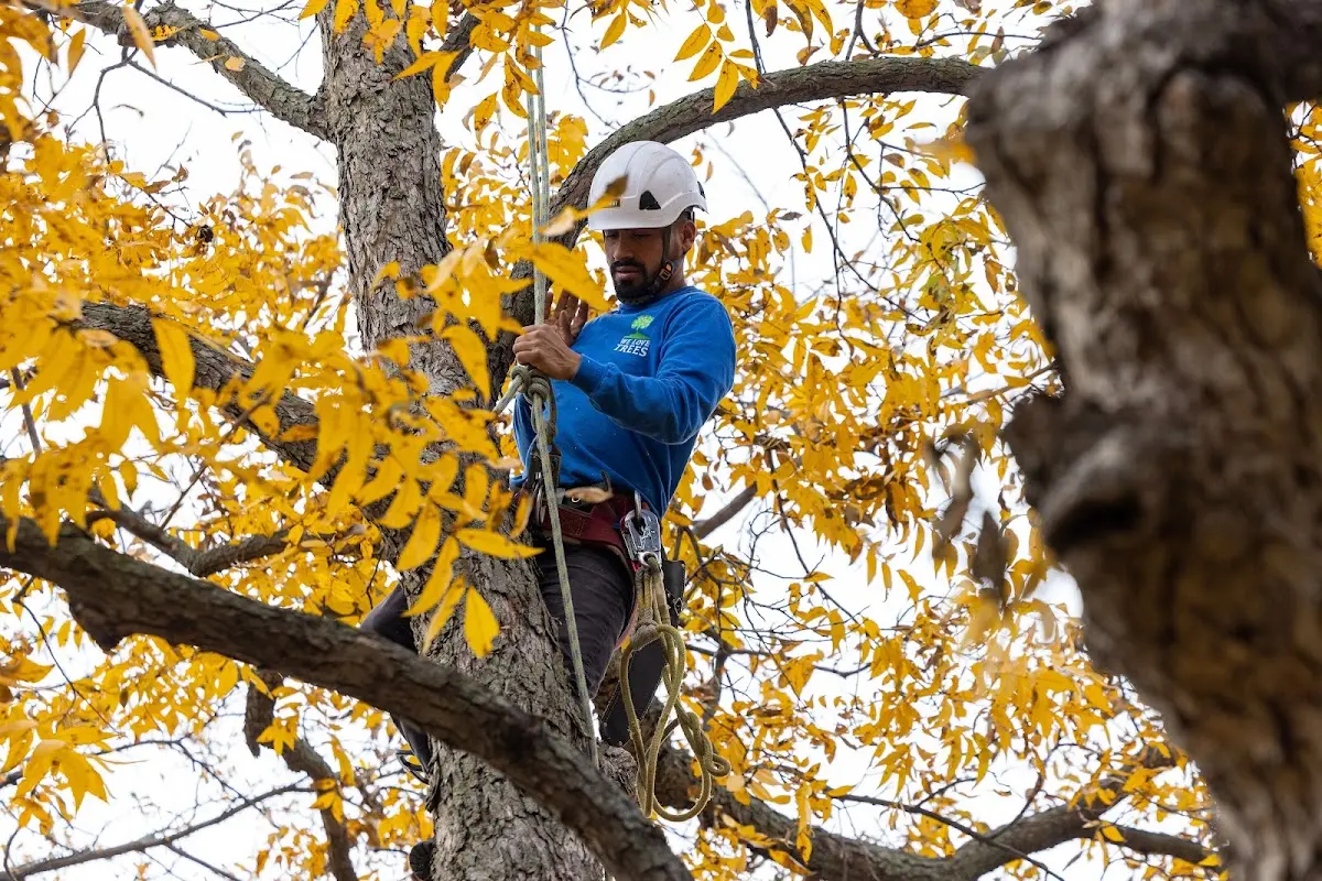 Skilled Storm Damage Cleanup crew working in Los Molinos