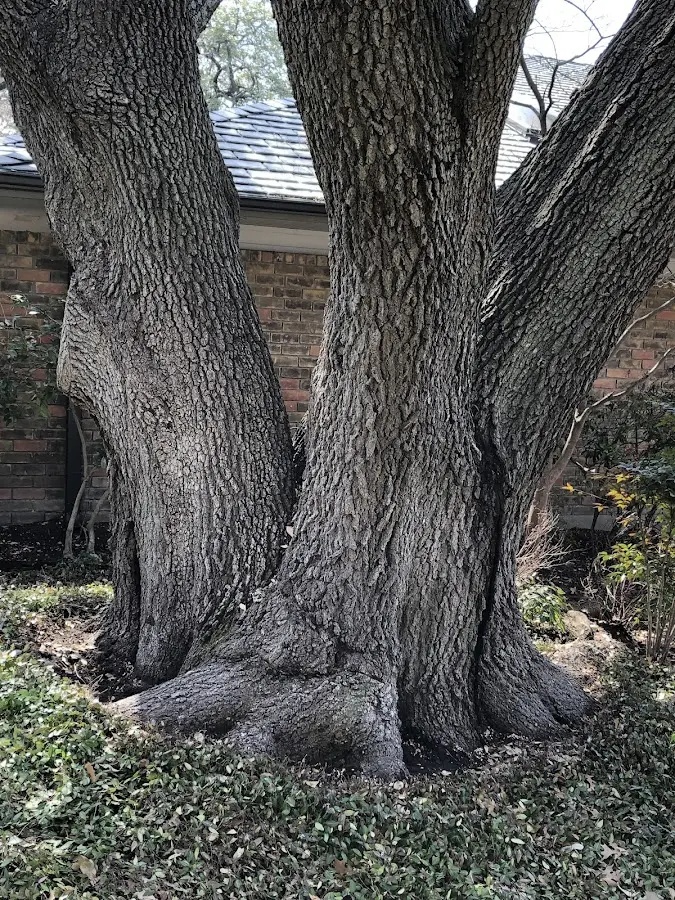 Mature heritage tree close to a Los Molinos property cared for by certified arborists